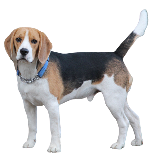 medium-dogs