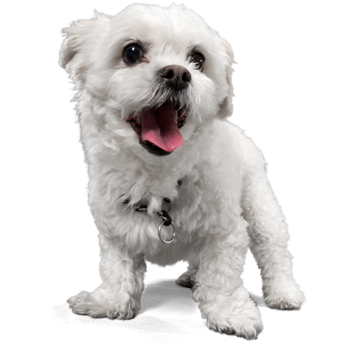 small-dogs
